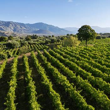 Agricoltura