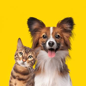 Animali